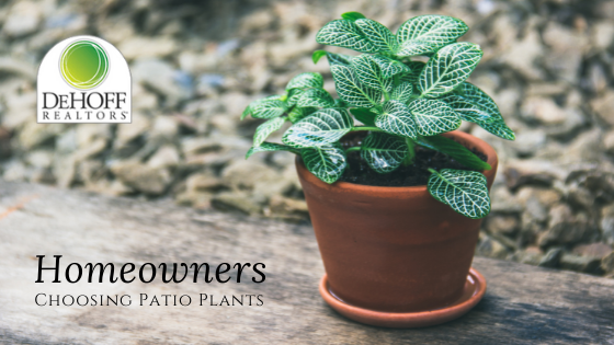 Choosing Patio Plants - Homeowners - DeHOFF REALTORS®